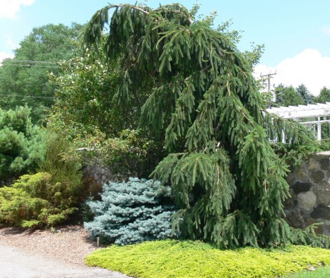 July 15-14-Weeping Norway-1024-Spruce