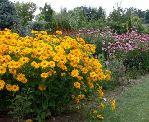 July 15-14-Yellow daisies-1024-& cone flowers