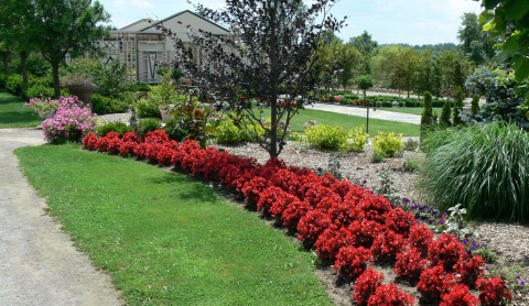 July 15-14-red begonia -1024-bed