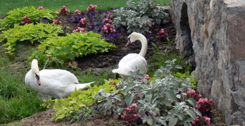 July 15-14-two swans in flowerbed-1024