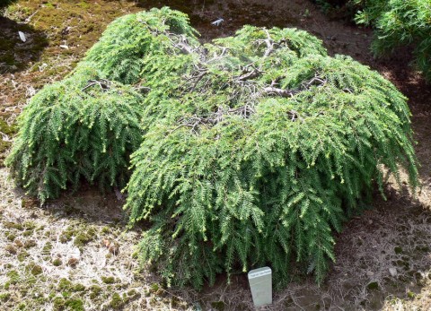 July 15-14-unusual hemlock-1024-maybe