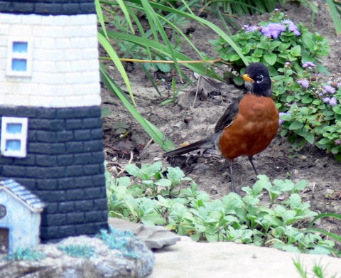 July 18-14-robin in flowerbed-1024