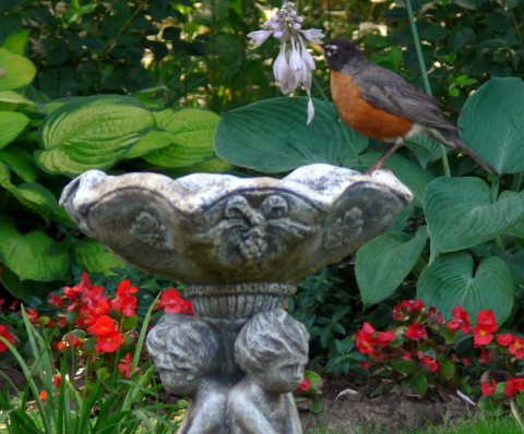 July 18-14-robin on bird-1024-bath