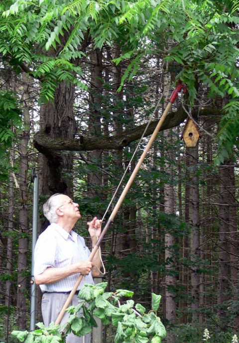 July 2-14-pruning-1024-walnut boughs