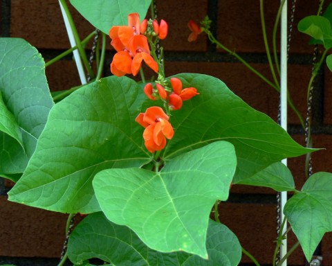 July 21-14-Climbing Beans-1024-in flower