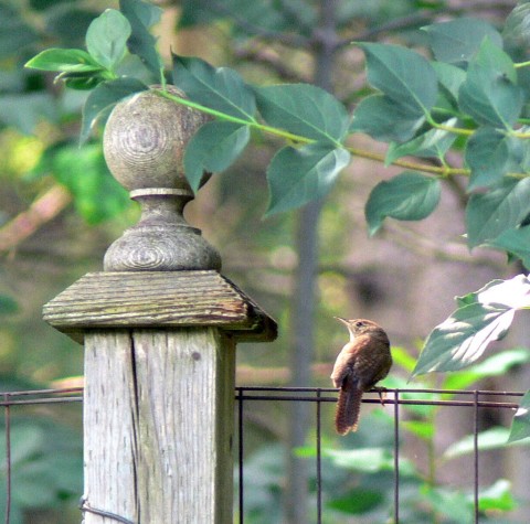 July 21-14-Wren wire fence-1024