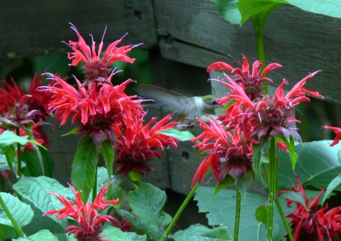 July 23-14-hummer in bee balm