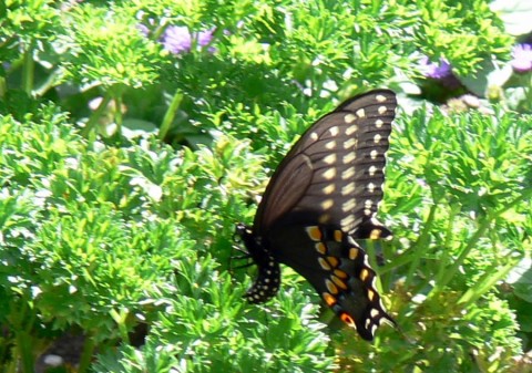 July 24-14-Swallowtail lays eggs on parsley