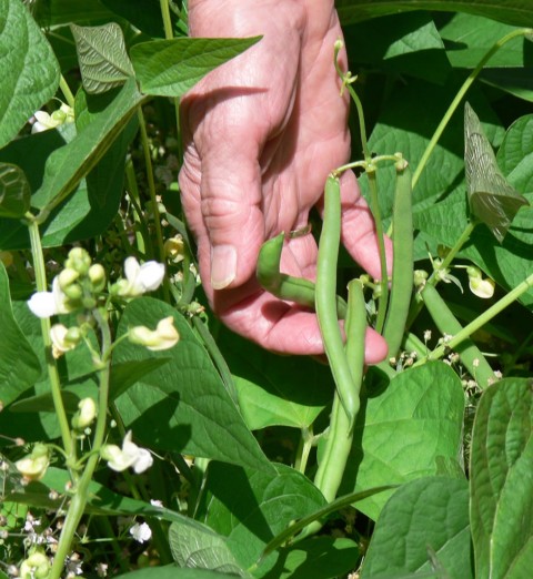July 24-14-first green beans-1024