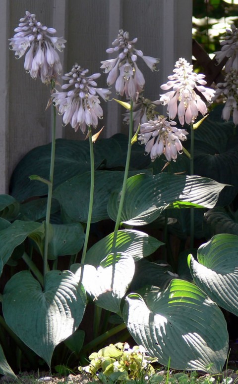 July 24-14-hosta blooms-1024