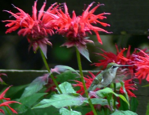 July 25-14-Hummer sitting-1024-on bee balm leaf