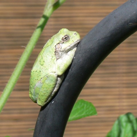 July 25-14-another tree frog-1024