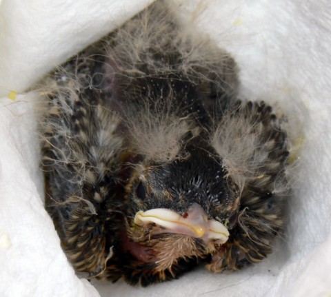 July 25-14-baby robin-1024