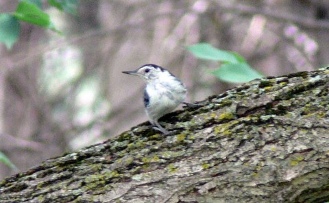 July 27-14-nuthatch-1024