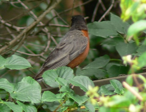 July 27-14-robin on fence-size OK