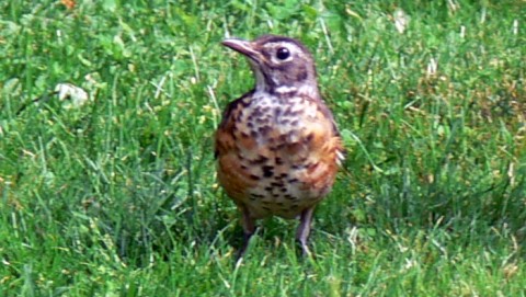 July 27-14-young robin-2