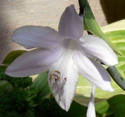 July 28-14-Hosta lily-size OK