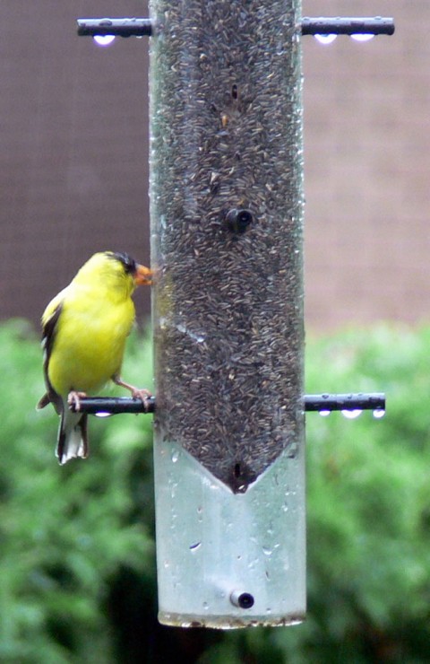 July 28-14-goldfinch eats in rain-1024