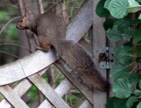 July 28-14-grey squirrel on gate-1024