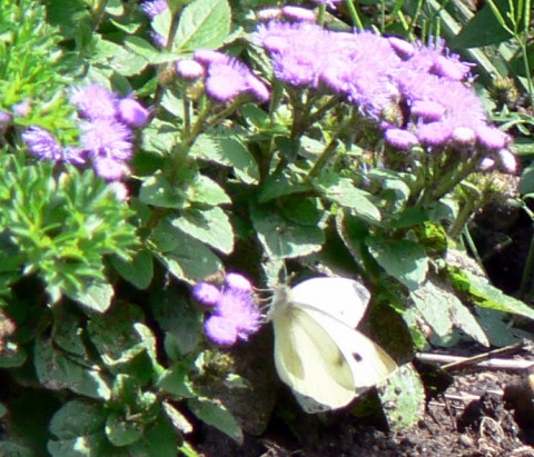 July 28-14-w. butterfly on ageratum