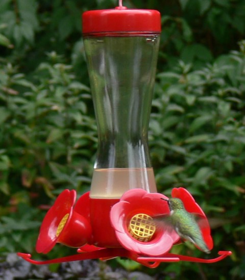 July 29-14-back of hummer-1024-at feeder