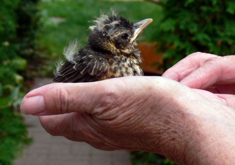 July 29-14-robin in hand-1024-of M