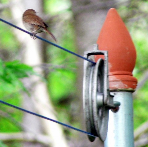 July 29-14-wren on clothesline-1024