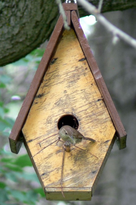 July 29-14-wren watching-1024-ground