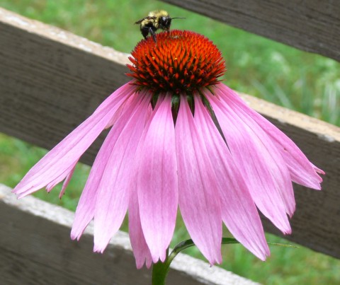 July 30-14-bumblebee on cone flower