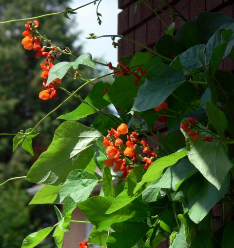 July 30-14-climbing -1024-beans