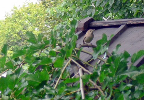 July 30-14-on mulberry tree.jpg-size OK