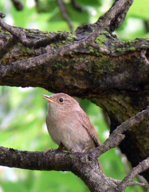 July 30-14-wren in walnut