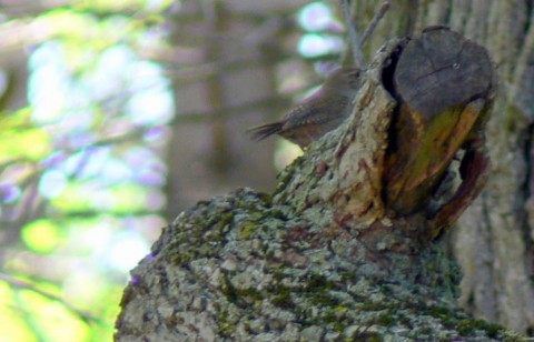 July 4-14-L.Wren on lg-1024