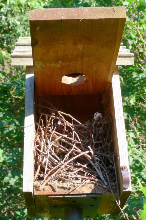 July 4-14-cleaned out-1024-chickadee nursery