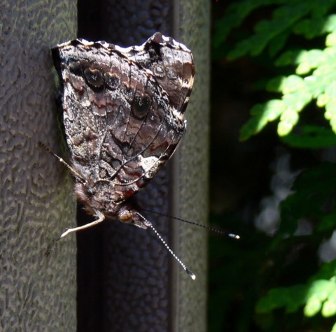 July 5-14-butterfly-1024-on shed