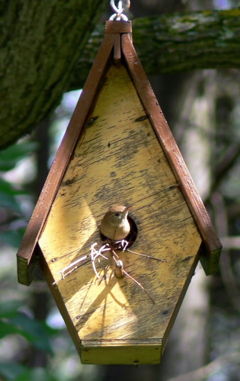 July 7-14-Wren-1024