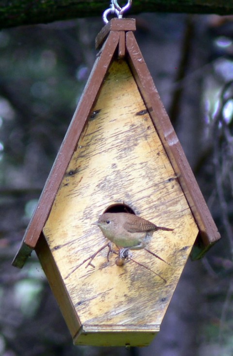 July 8-14-fat wren on-1024-perch