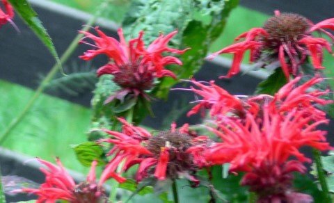 July 9-14-Bee balm-1024