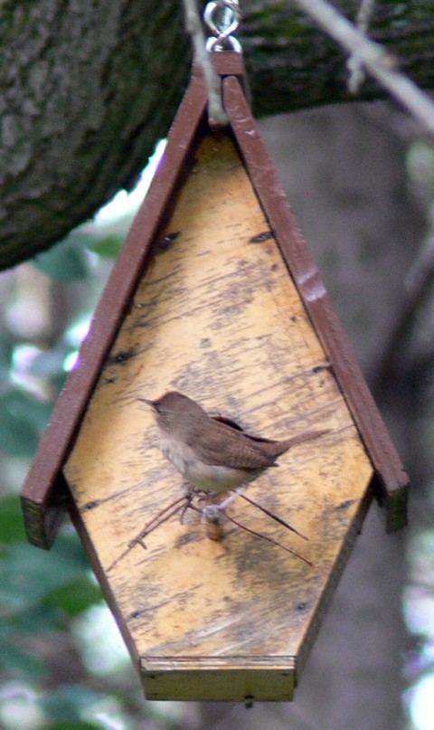 July 9-14-Ruffled Wren-1024