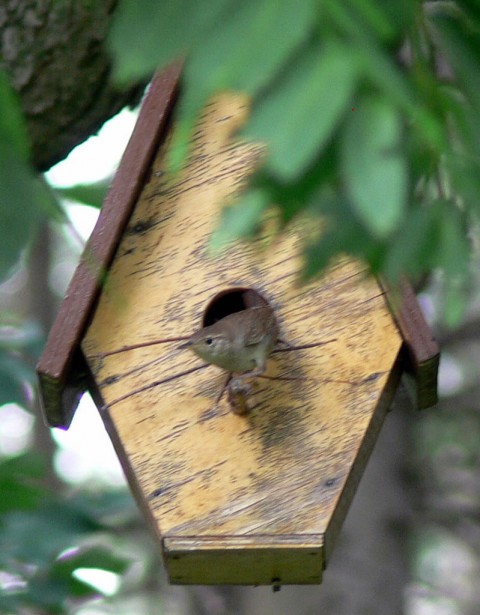 June 30-14-Wren emerges-1024- onto doorstep