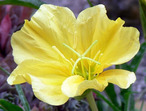 Aug. 2-14-ev.primrose close-up-1024