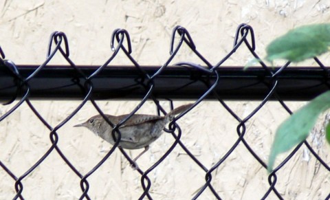 Aug. 2-14-wren in fence-1024