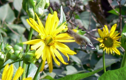 Aug. 3-14-hummer at sun-1024-flower