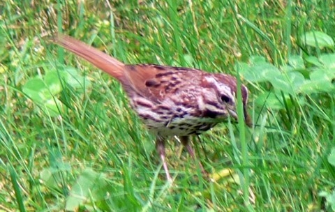 Aug. 3-14-w. thr.sparrow-size OK-on lawn