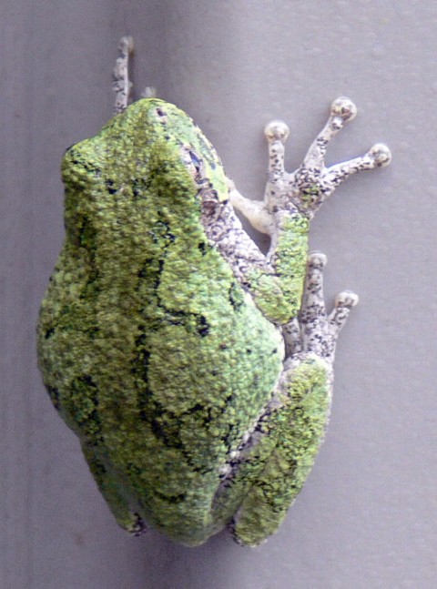 Aug. 4-14-tree frog-1024