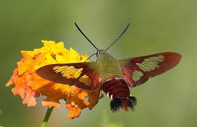 Aug. 5-14-H.moth-back view