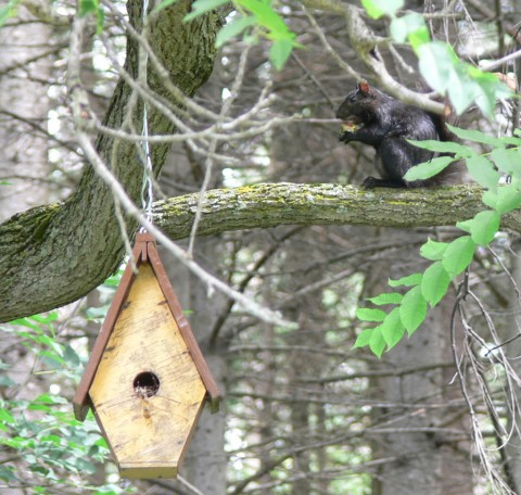 Aug. 5-14-bl.squirrel on right-1024