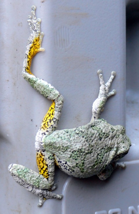 Aug. 6-14-tree frog, green-1024-yellow inside legs