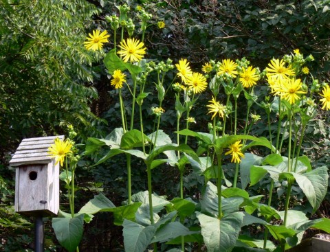 Aug. 8-14-PSFSunflowers