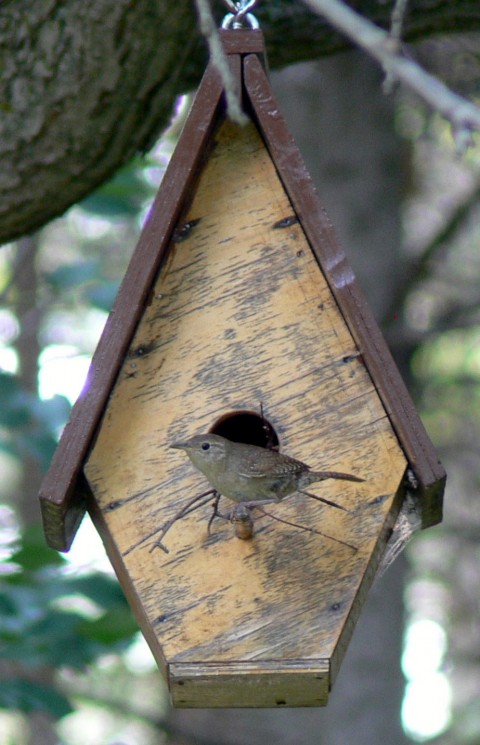 Aug. 8-14-Wren on porch